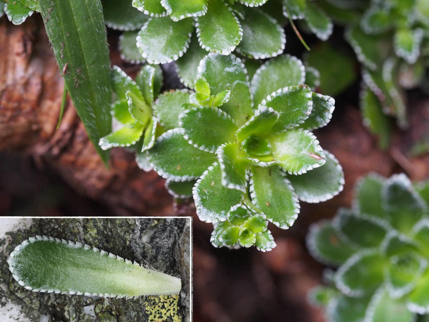 Saxifrage, Livelong leaf